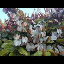 die später weißlich werden